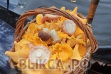 выкса.рф, «Баньку стопил, супчик грибной — кайф»